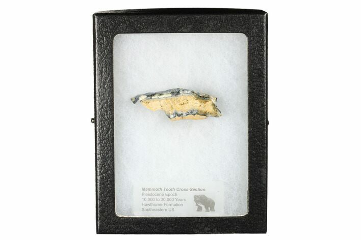 Mammoth Molar Slice with Case - South Carolina #180523